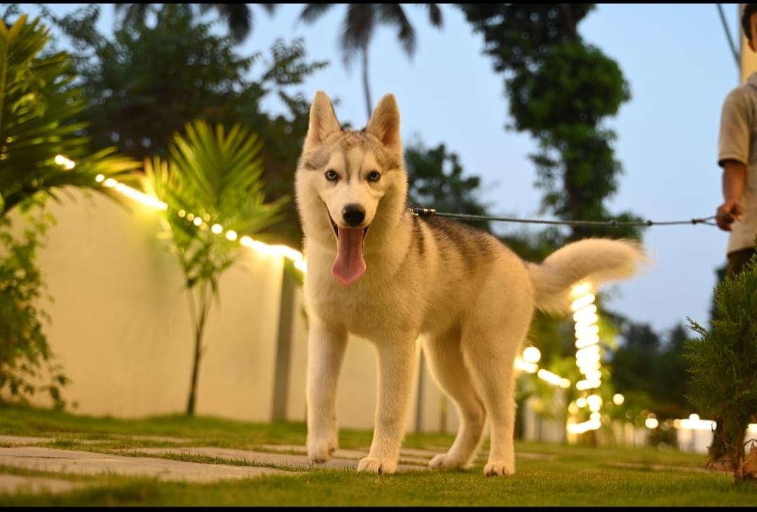 Pet